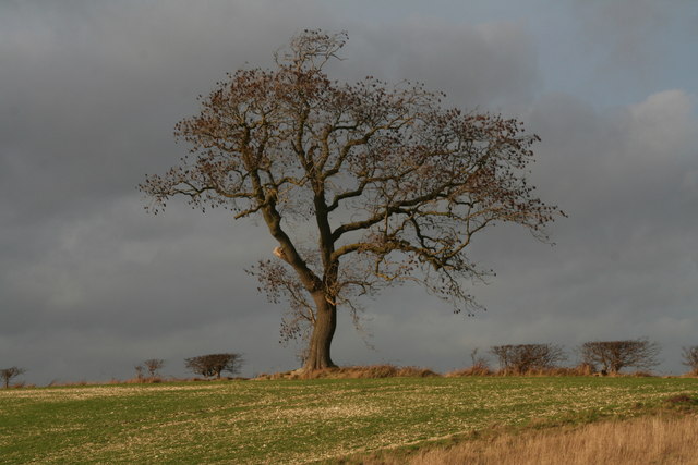 Lone ash tree in the hedgeline