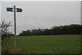 Festival of Britain Plantation from the footpath to Walmsgate Medieval Village