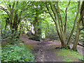 Bridleway, Mereworth Woods