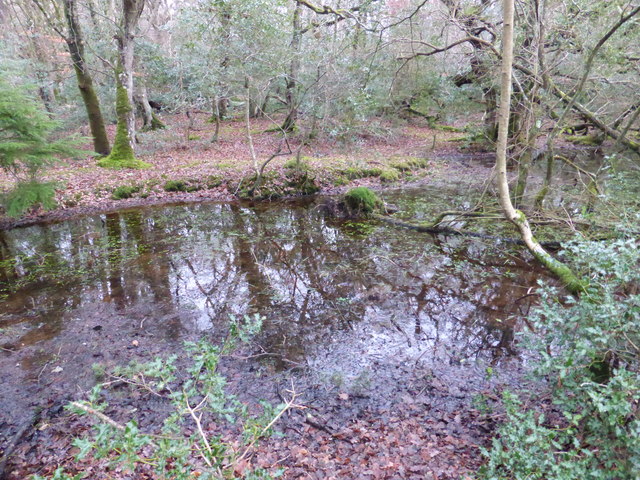 The New Forest