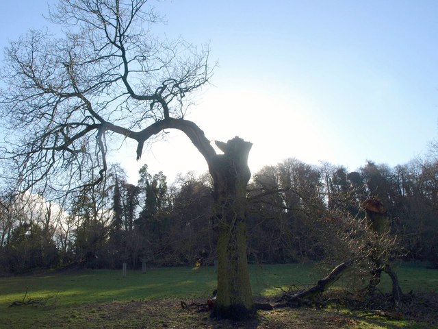Damaged tree, Blaise Castle Estate