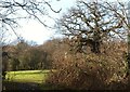 Trees and field by Hallen Close