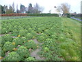 A field of kale next to Goretop Lane