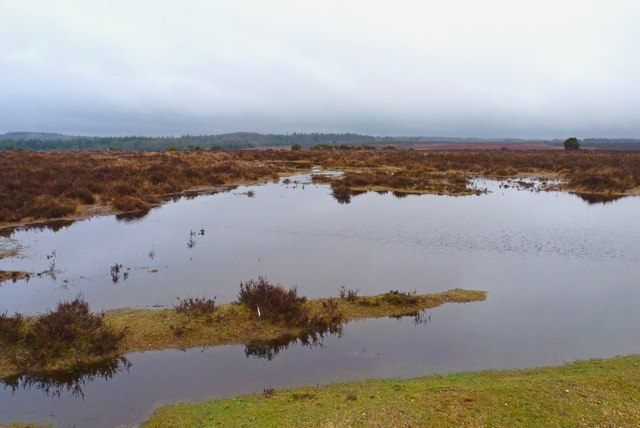 Flooded Land in the New Forest