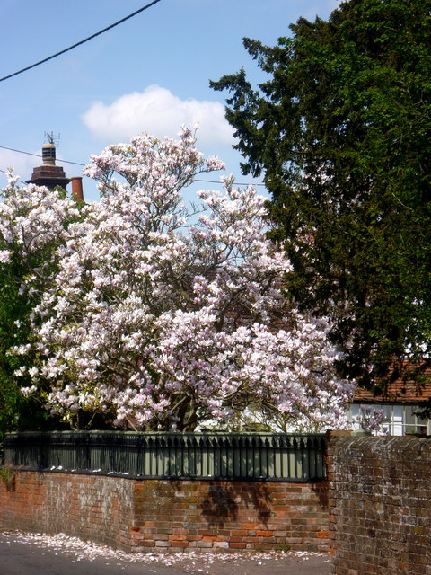 Magnolia in full bloom in Kintbury on 6th May 2013
