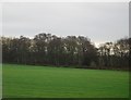 Woodland near Batemill Farm