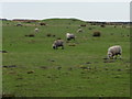 Sheep grazing on the north side of Long Causeway