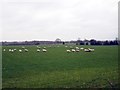 SJ5449 : Field of sheep near Bickley Moss by Jeff Buck