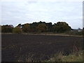 Farmland and woodland, Brumby Grove