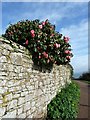 Camellias on the wall