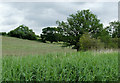 SO8560 : Farmland near Hawford, Worcestershire by Roger  D Kidd