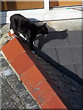SW5140 : St. Ives: a rooftop cat by Chris Downer