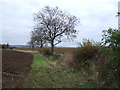 Field margin of Winterton Road