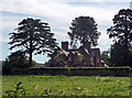 Conifers near Nether Heyford