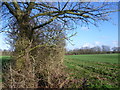 Belt of trees near Coursehorne Farm