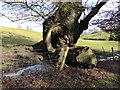 Old tree in Llanerchydol Park