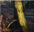 Trunk of Larch Tree, Hermitage, Berkshire