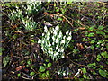 Snowdrops beside Glyndwr