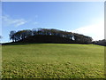 Wooded knoll above Glyndwr