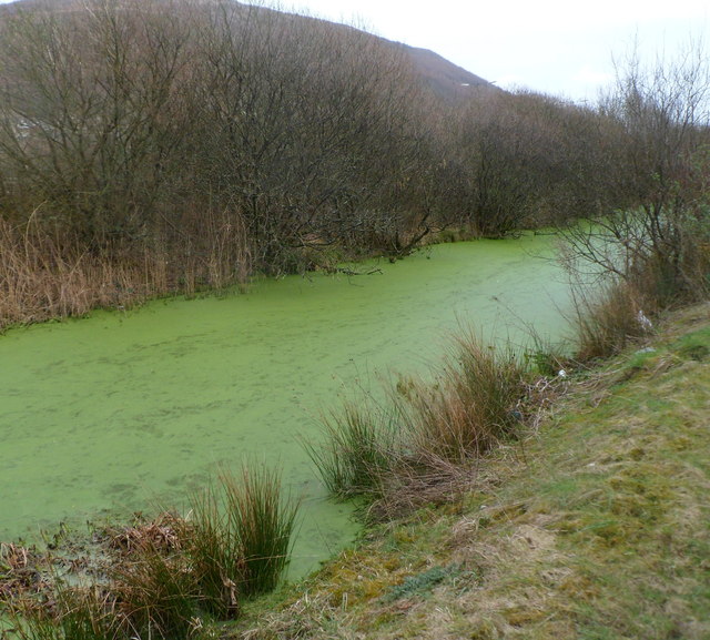 Green slime on a drainage channel, Baglan