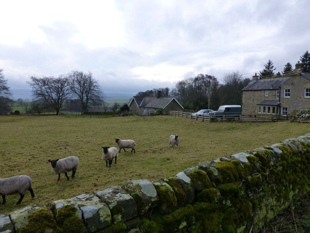 Sheep and houses