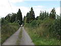 H6406 : Tree lined minor road at Glasdrumman by Eric Jones