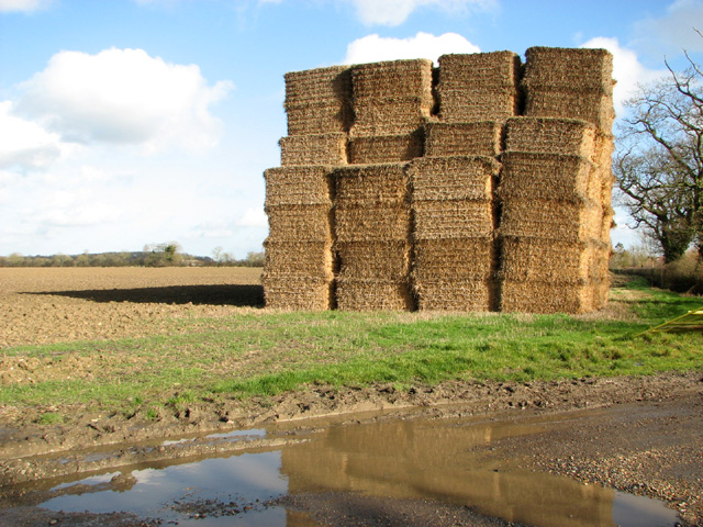Straw stacked in field by Brook Farm