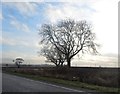 Trees by the A47