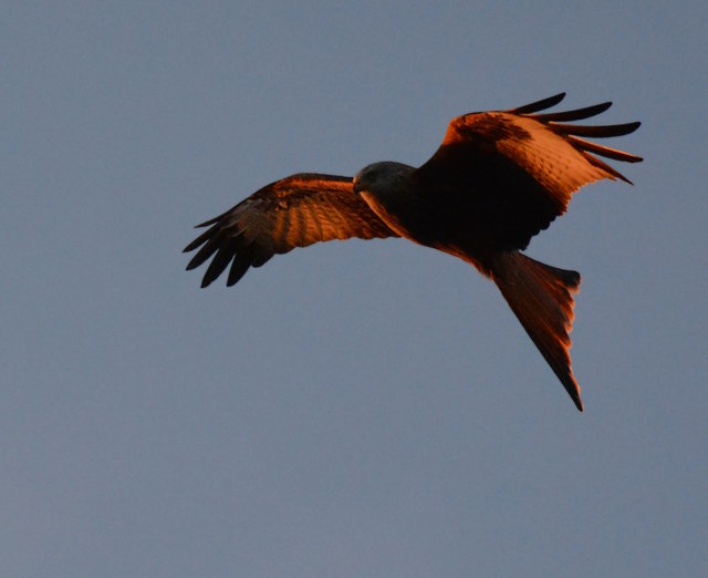 Riding the Evening Breeze: Red kite over Watlington, Oxfordshire