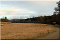 Grazing at the Old Spey Bridge