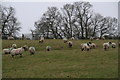 Rare breed sheep in The Park at Welton le Wold