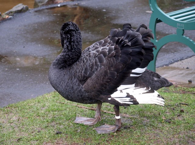 Black swan, Dawlish