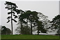 Architectural trees in the parkland at South Elkington