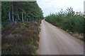 Track to the Sled Dog Centre