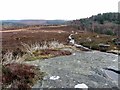 Path above Rothbury towards Addycombe