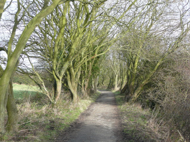 Trees lining the old railway track © Humphrey Bolton cc-by-sa/2.0 ...