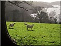 SX8754 : Sheep near Greenway by Derek Harper