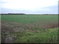 Crop field, Dunsdale