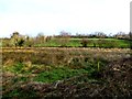 Heathland, Ballynamullan