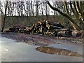 Mill Lane, Nettle Bank Wood