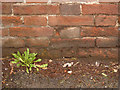 Bench mark on Wollaton Park boundary wall