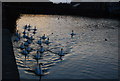 Swans, Pembroke River