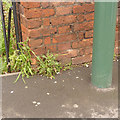 Bench mark, Derby Road near QMC