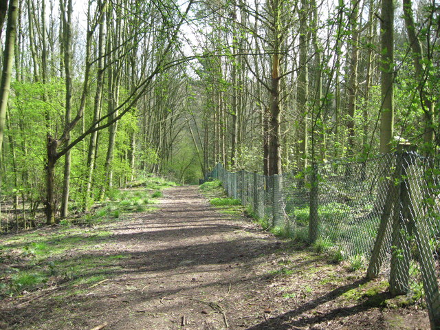 Fauld woodland in sunshine - Hanbury, Staffordshire