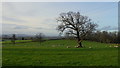 Oak, pasture and sheep