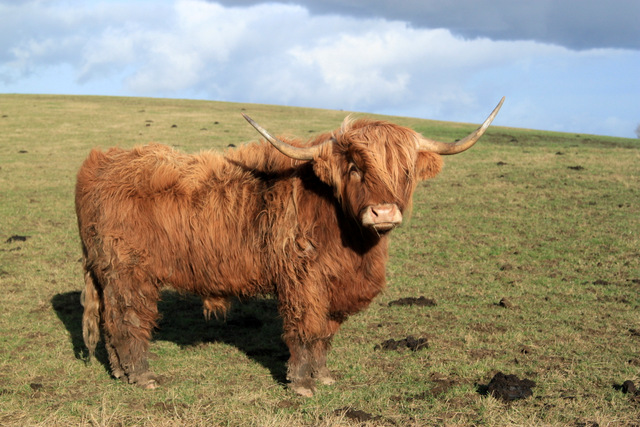 Highland Cow at Easter Cartmore