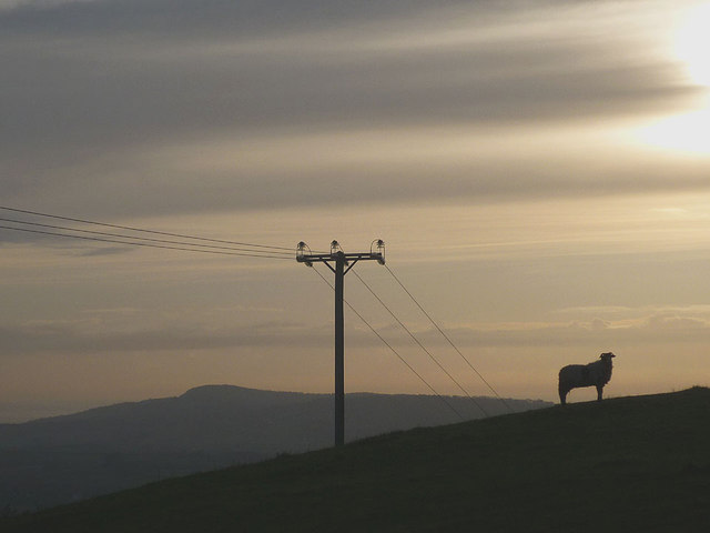 Sheep and power lines, Clawthorpe Fell