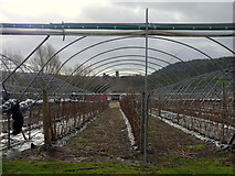 SO6323 : Polytunnels and raspberry crop by Jonathan Billinger