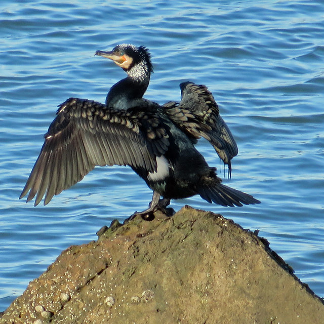 Cormorant drying out