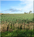 Fields by Valley Farm